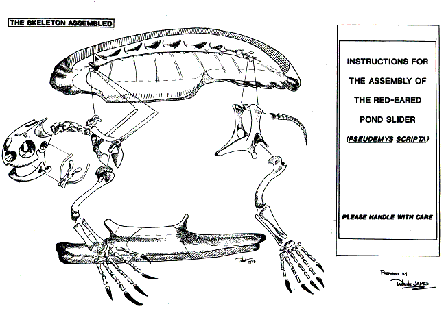 turtle2.gif (33679 bytes)