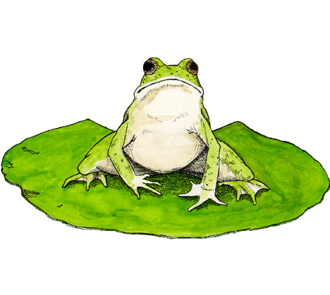 Frog on a Lilypad