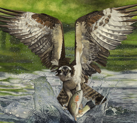 Tickle Bird, a painting by Dwayne James showing an osprey fishing. Copyright 2012